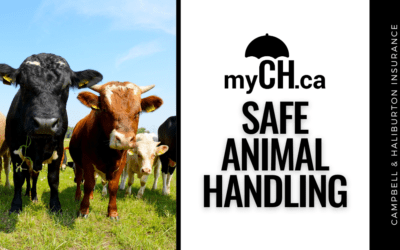 Safe Animal Handling Tips